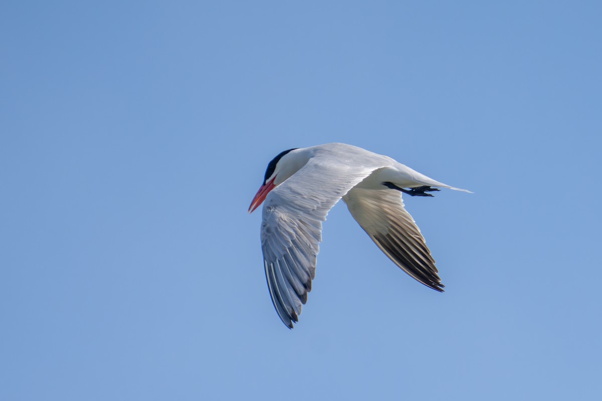 Caspian Tern - ML638657683