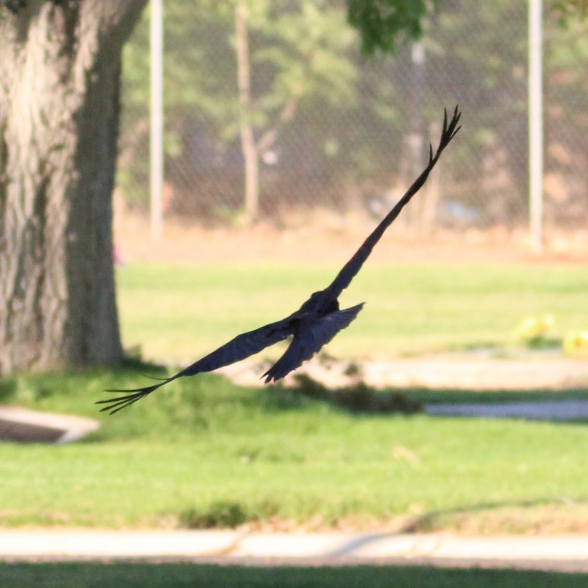 American Crow - ML638657685