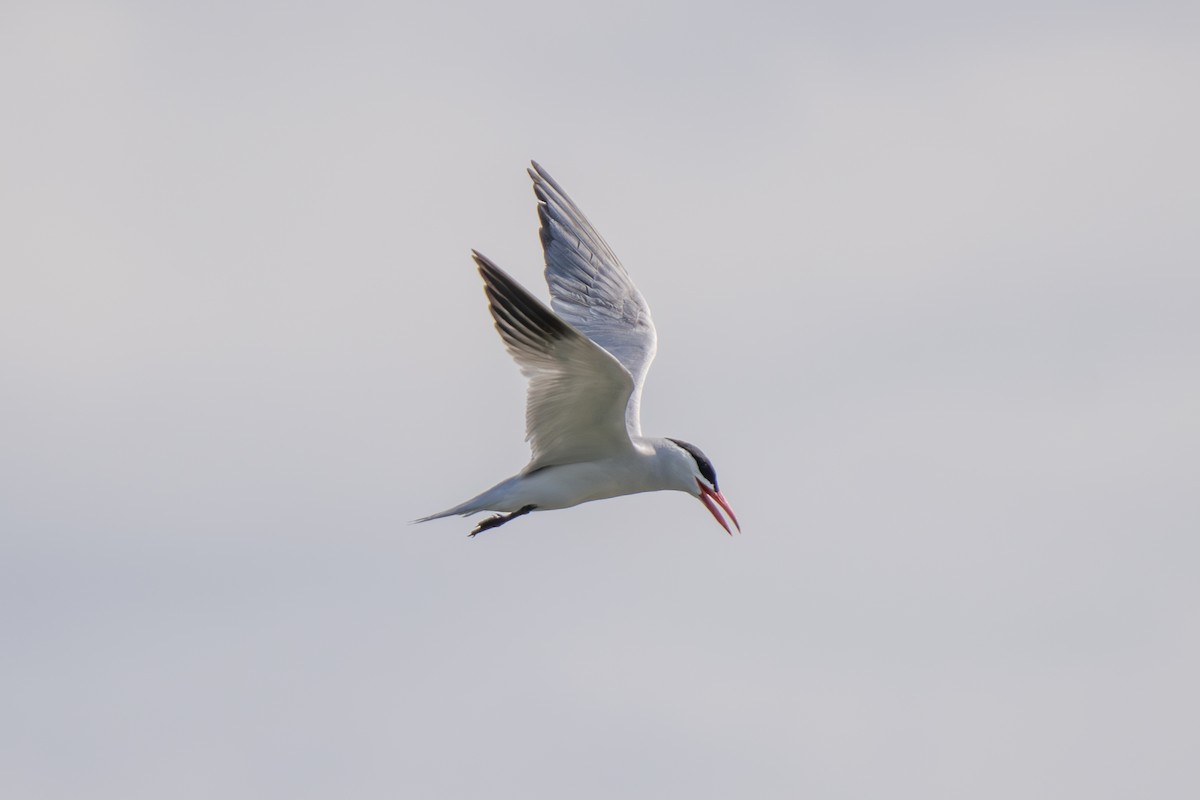 Caspian Tern - ML638657690