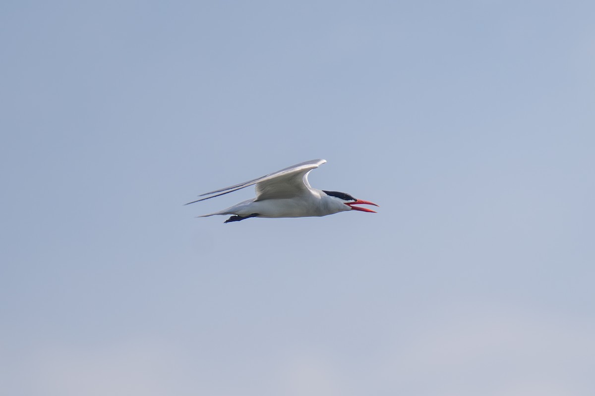 Caspian Tern - ML638657691