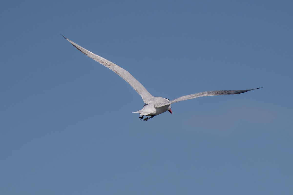 Caspian Tern - ML638657692