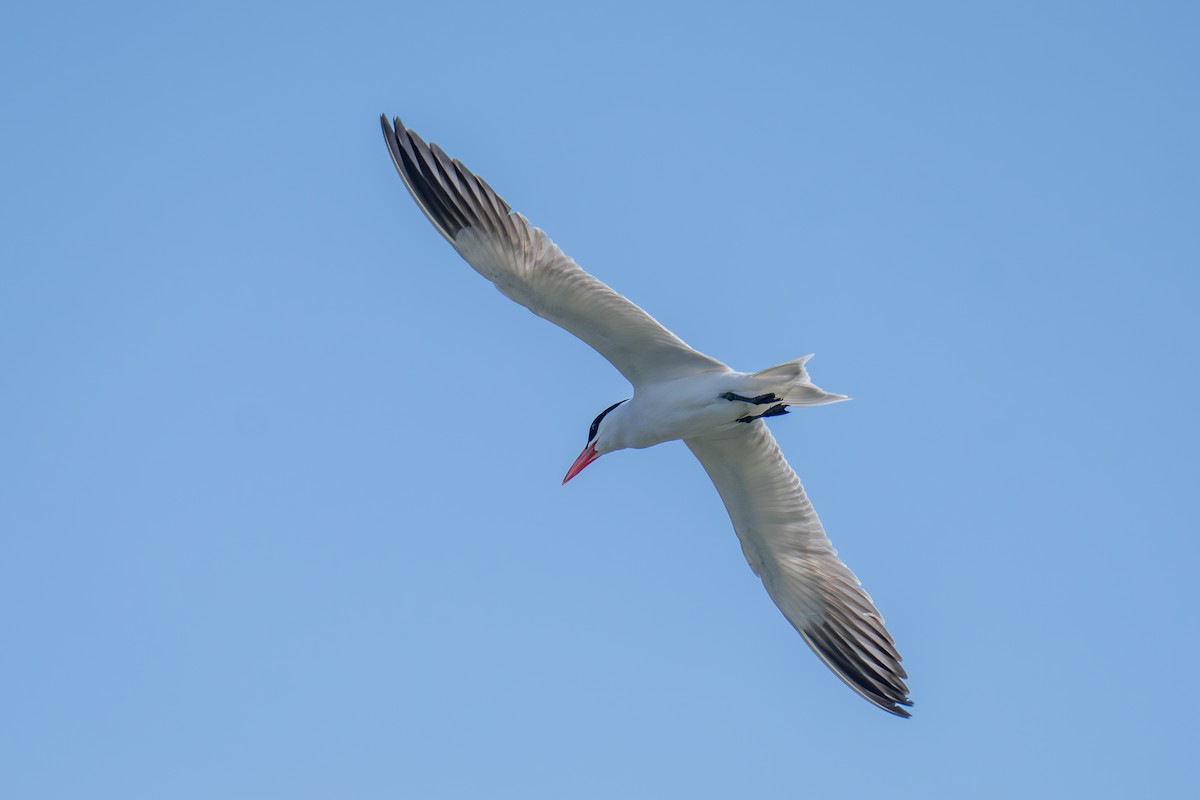 Caspian Tern - ML638657693