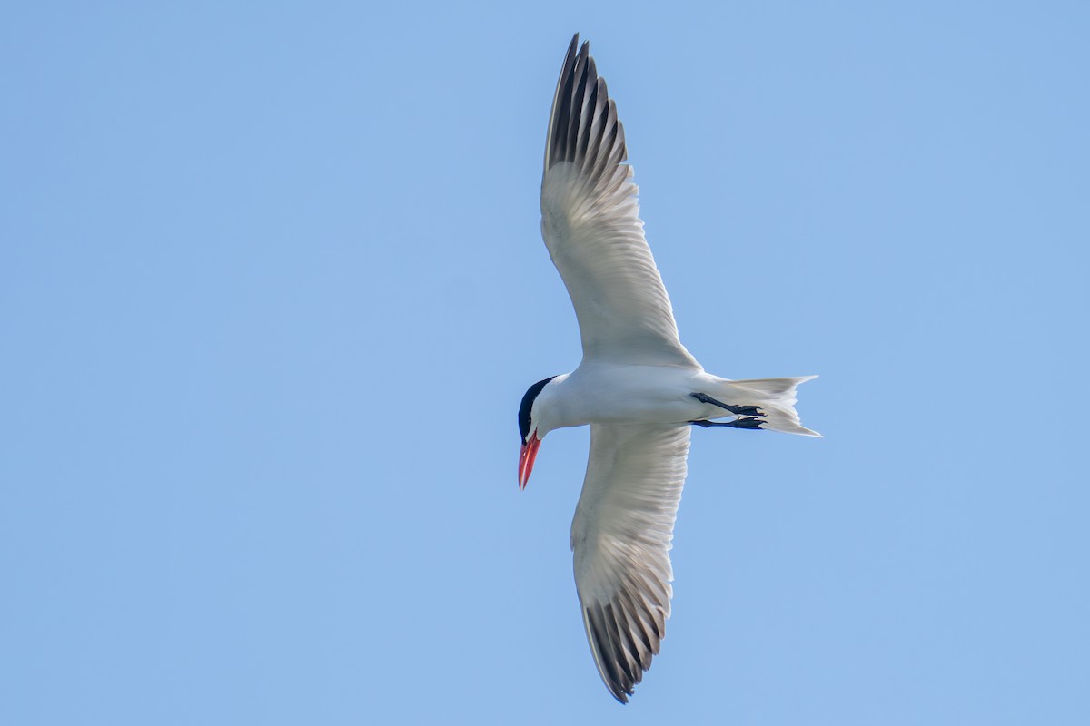 Caspian Tern - ML638657694
