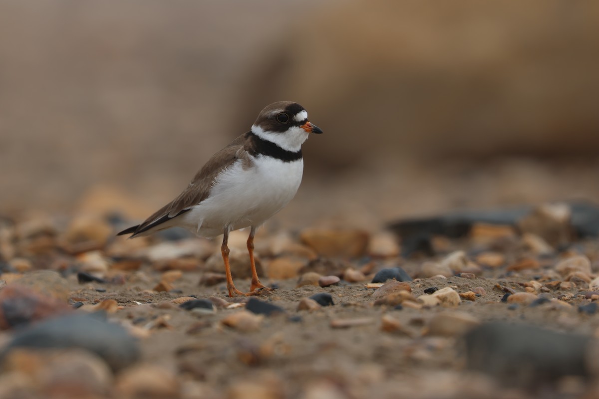 Semipalmated Plover - ML638657695