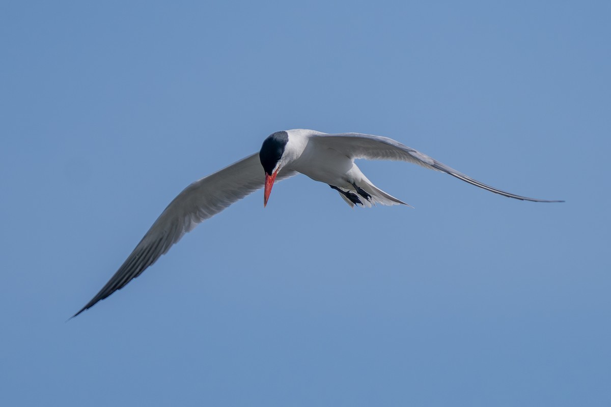 Caspian Tern - ML638657697