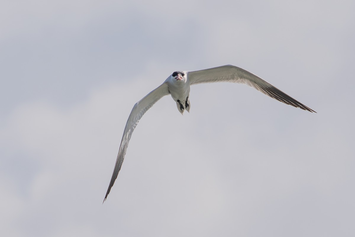 Caspian Tern - ML638657698