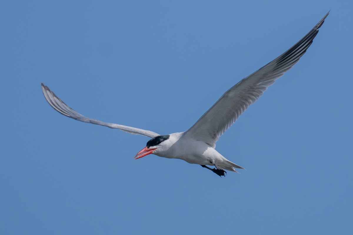 Caspian Tern - ML638657699