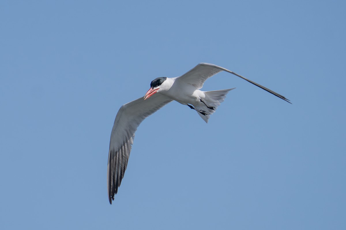 Caspian Tern - ML638657701