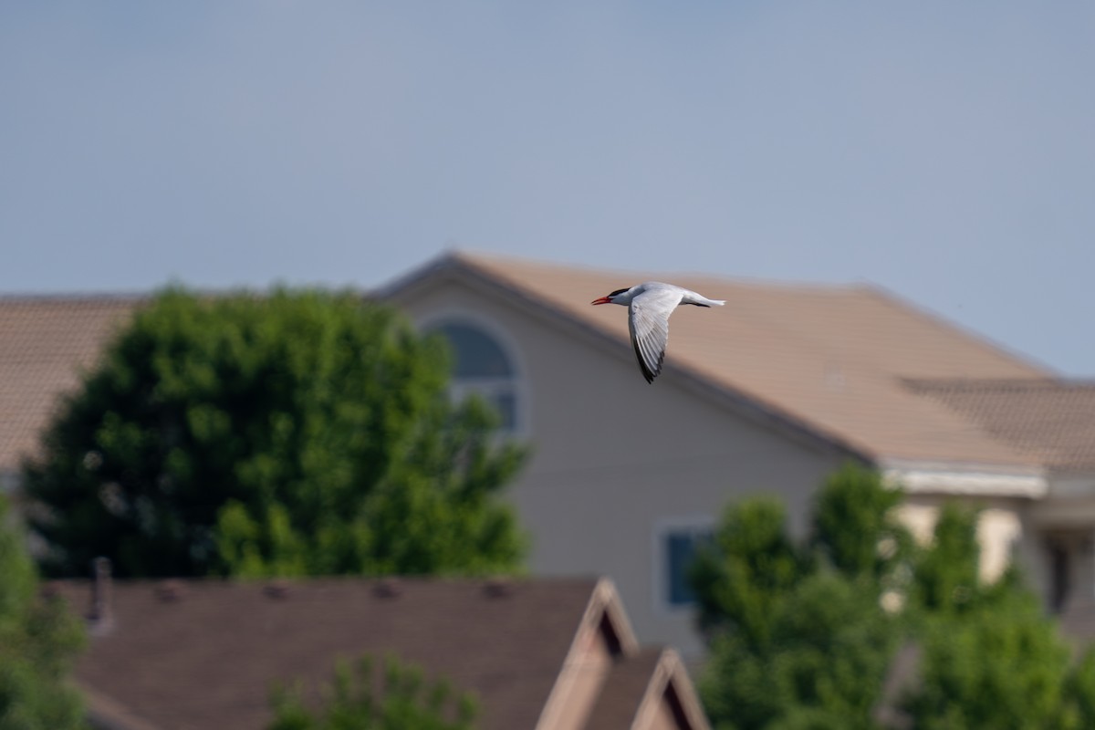 Caspian Tern - ML638657704