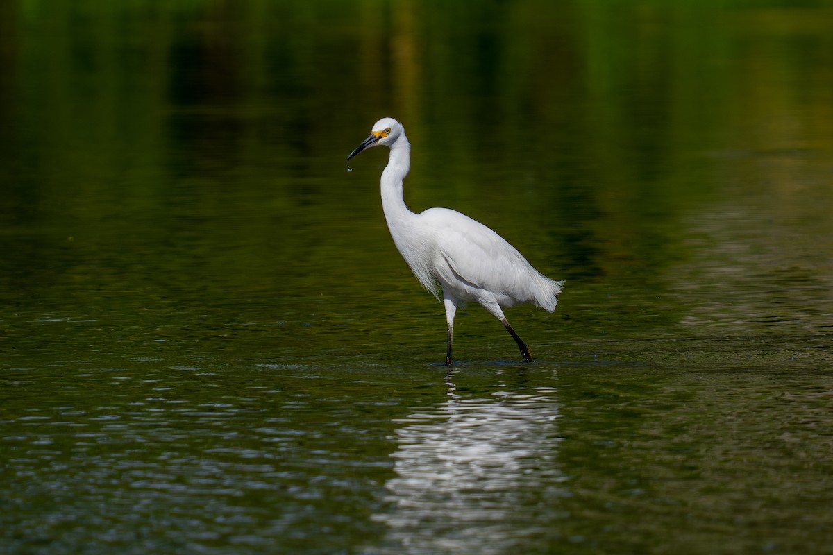 Snowy Egret - ML638657708