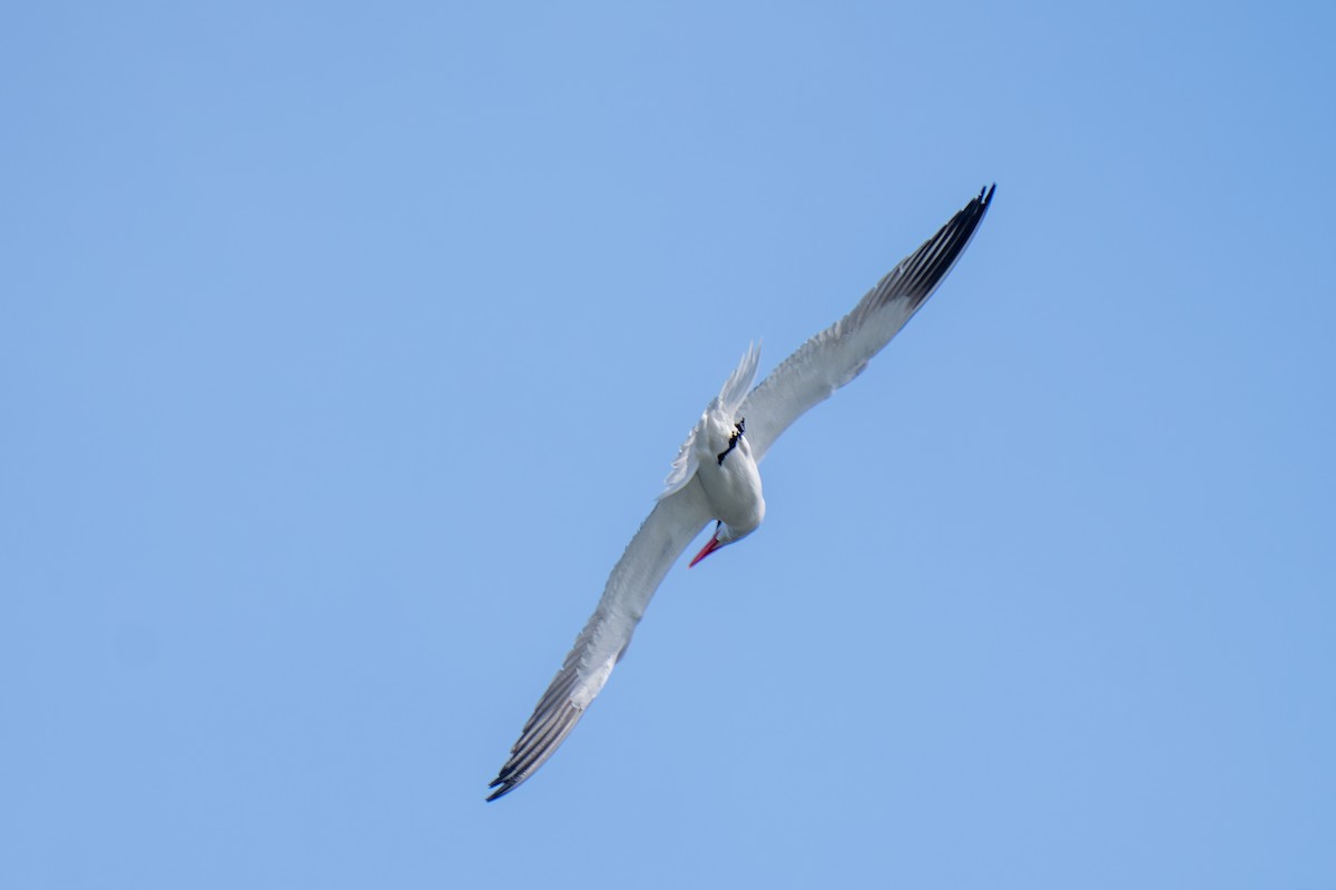 Caspian Tern - ML638657717