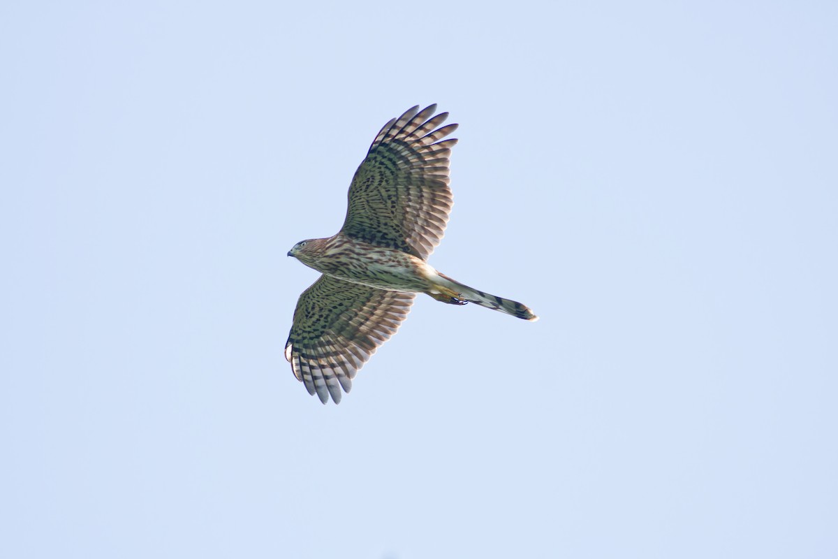 Cooper's Hawk - ML638657731