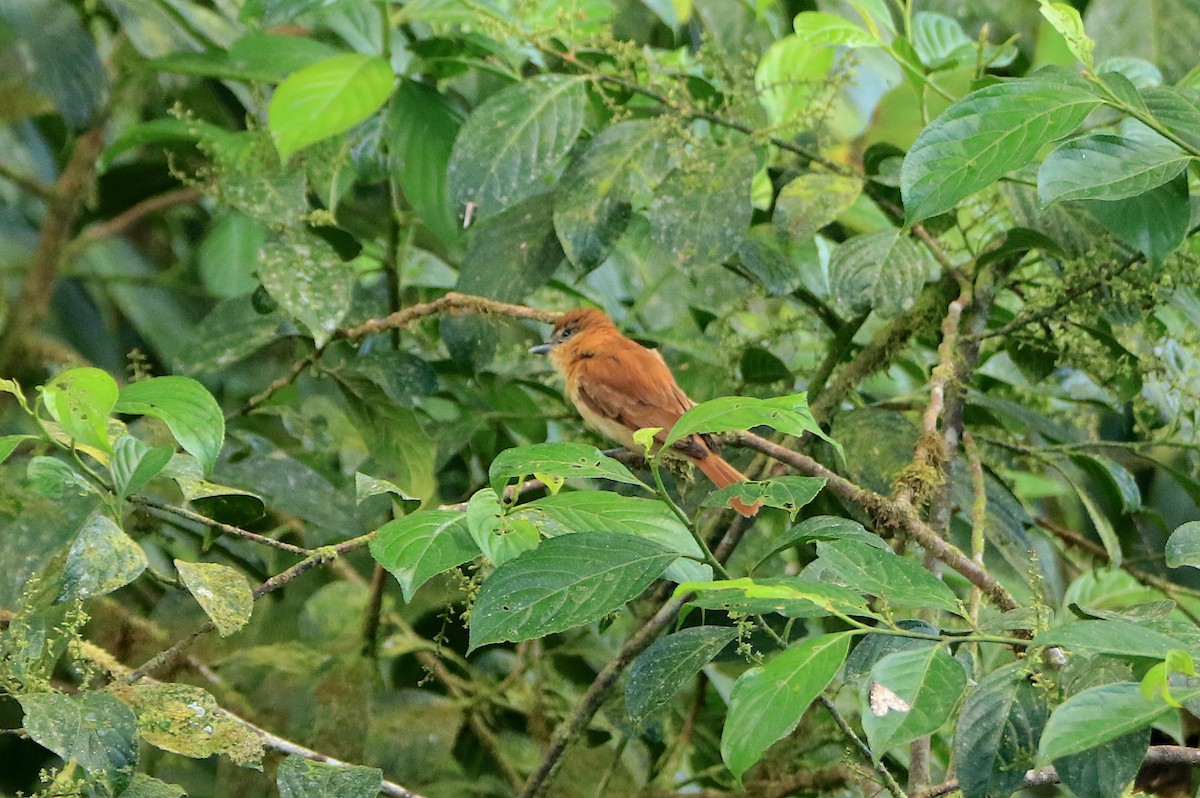 Cinnamon Becard - ML638657744