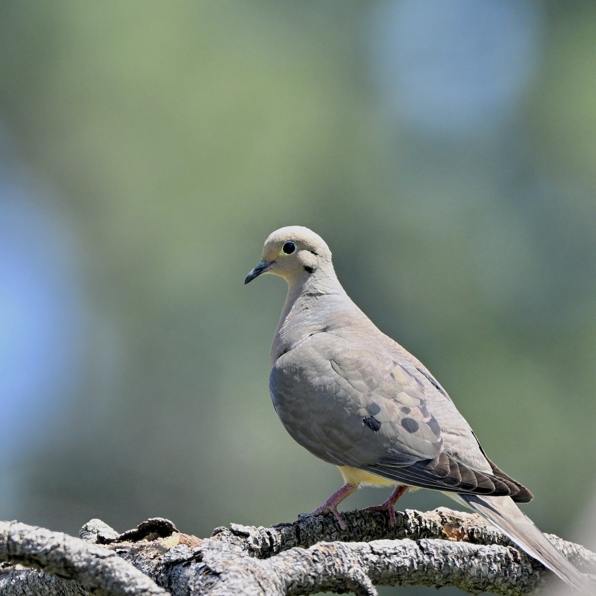 Mourning Dove - ML638657777