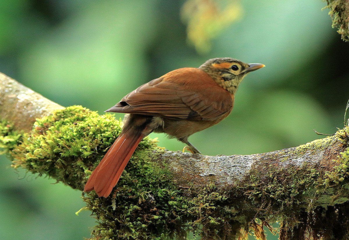 ウロコノドカマドドリ（temporalis） - ML638657790