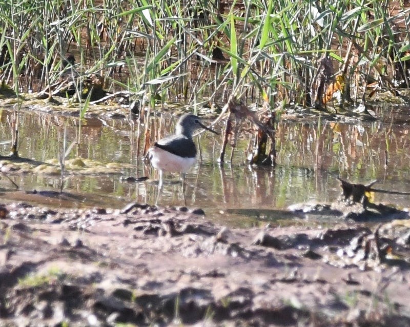 Green Sandpiper - ML638657810
