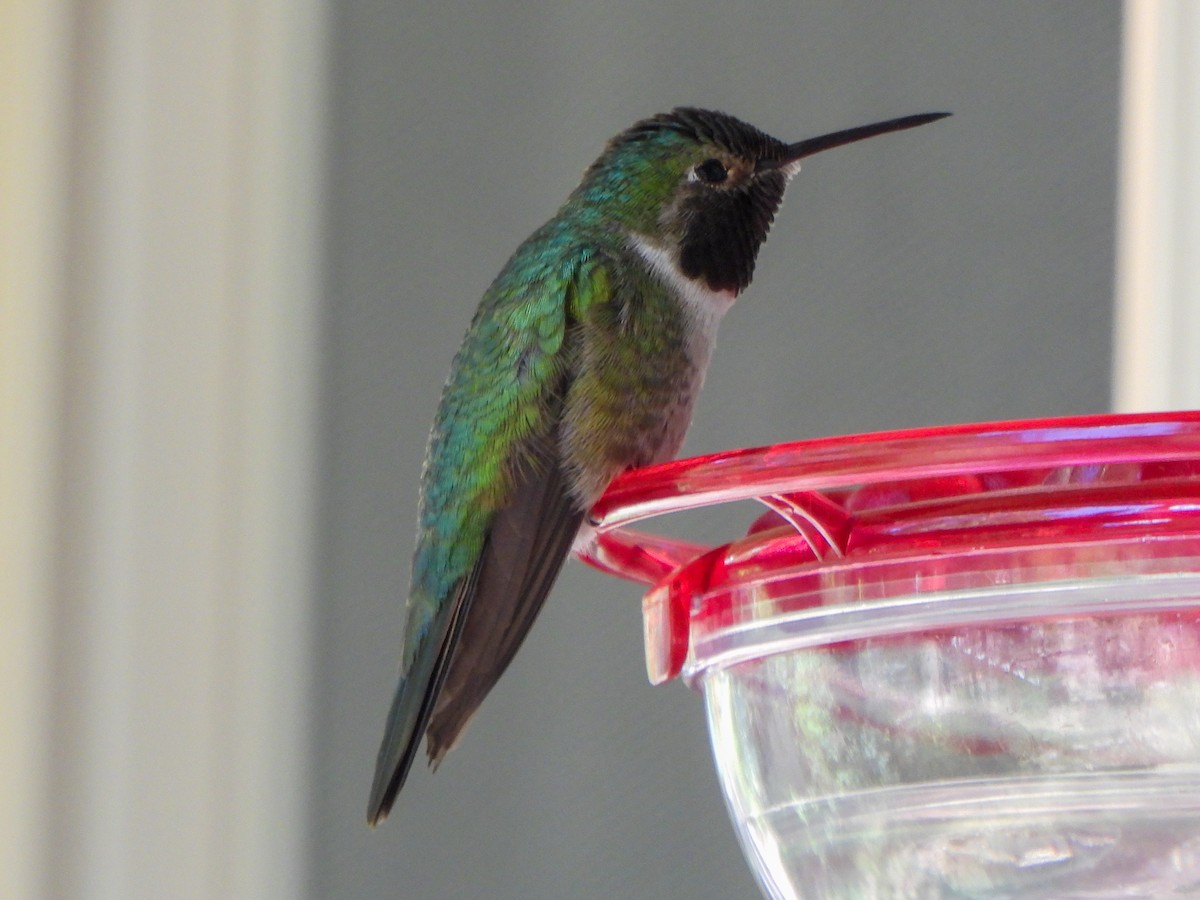 Broad-tailed Hummingbird - ML638657811