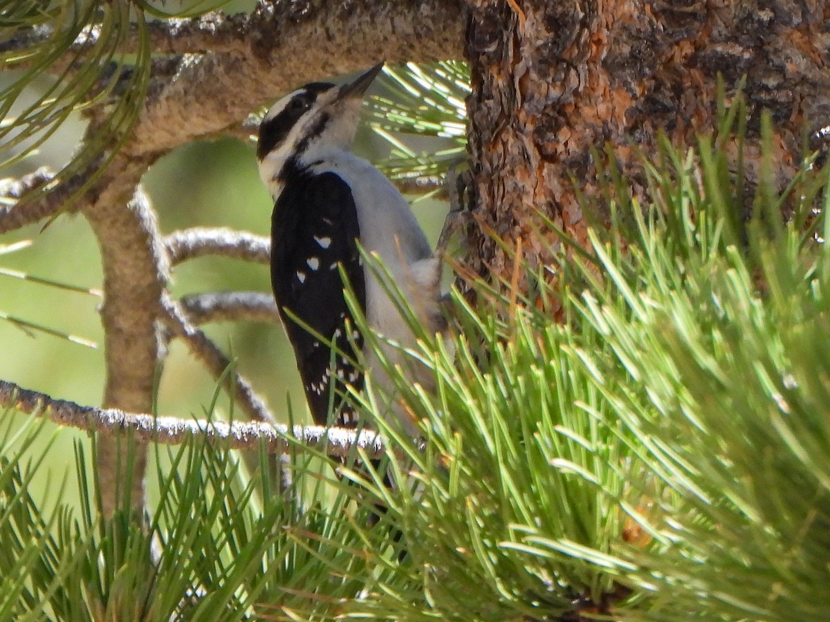 Downy Woodpecker - ML638657813