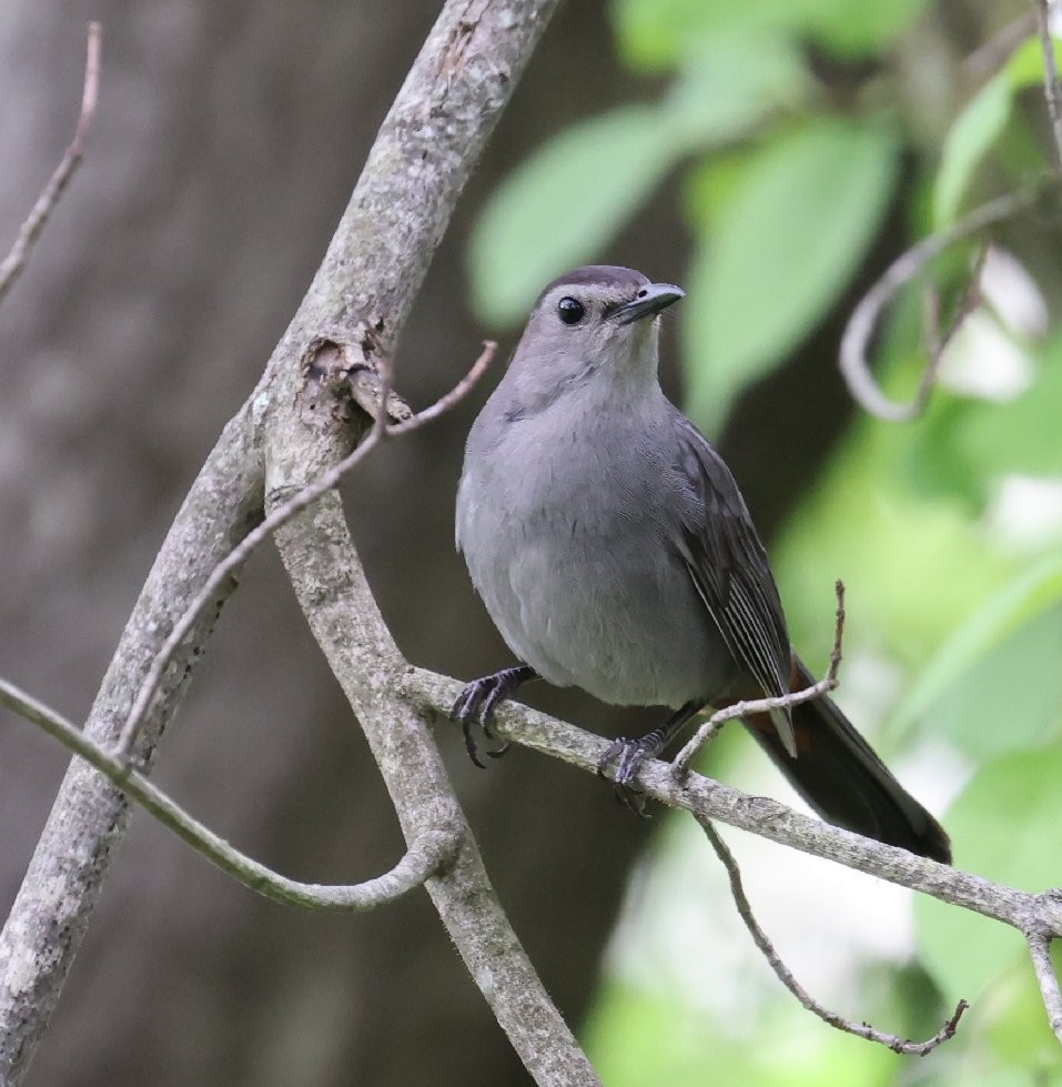Gray Catbird - ML638657818