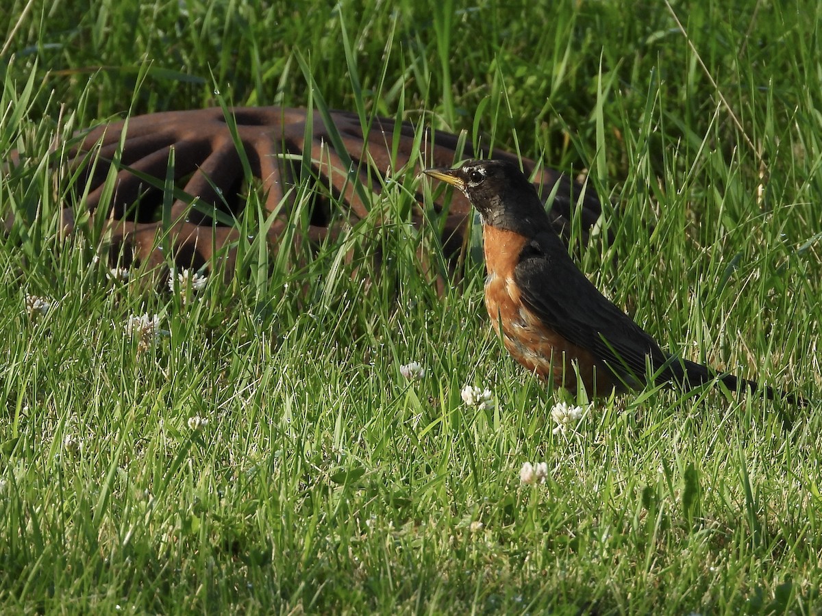 American Robin - ML638657819