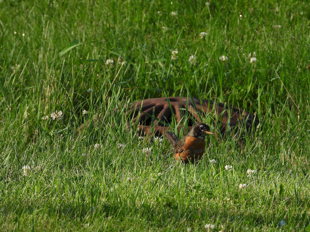 American Robin - ML638657820