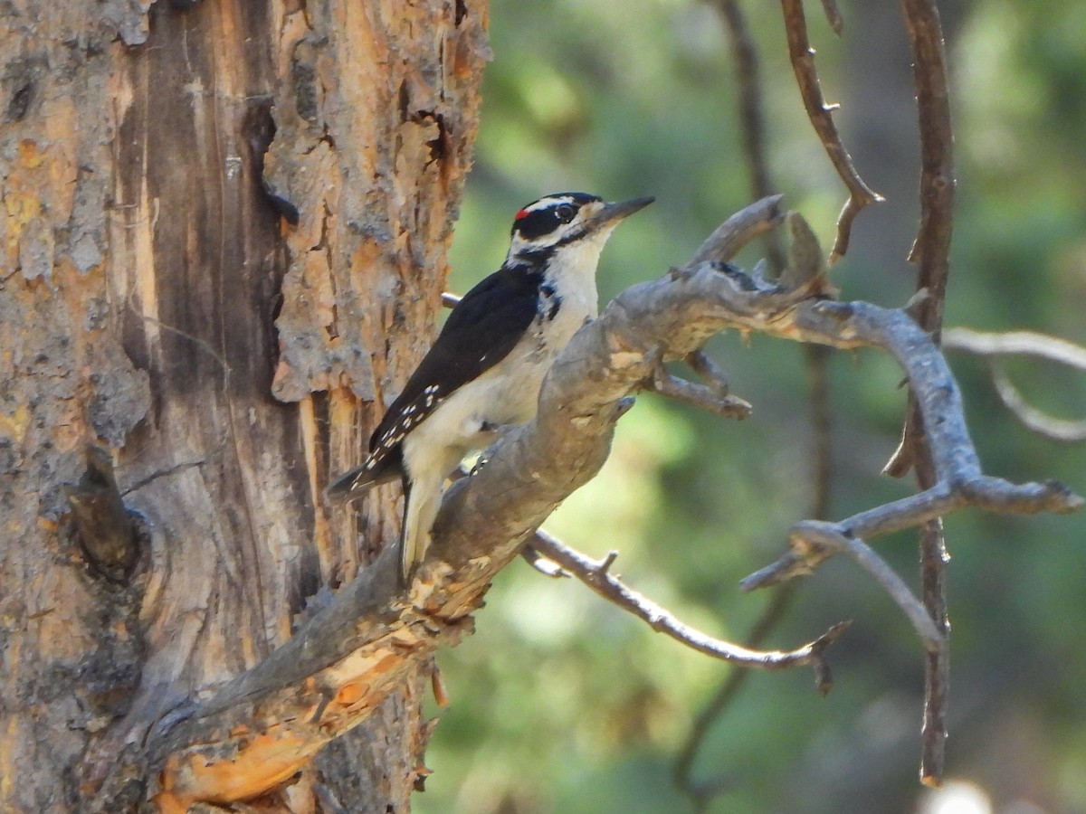 Hairy Woodpecker - ML638657822