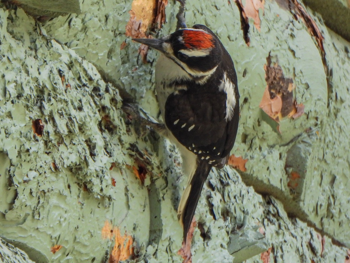 Hairy Woodpecker - ML638657823