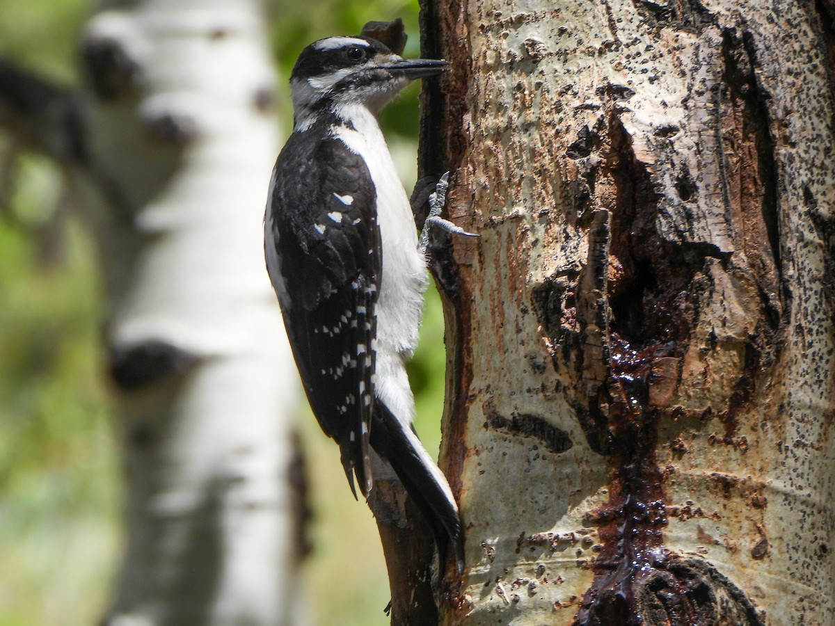 Hairy Woodpecker - ML638657824