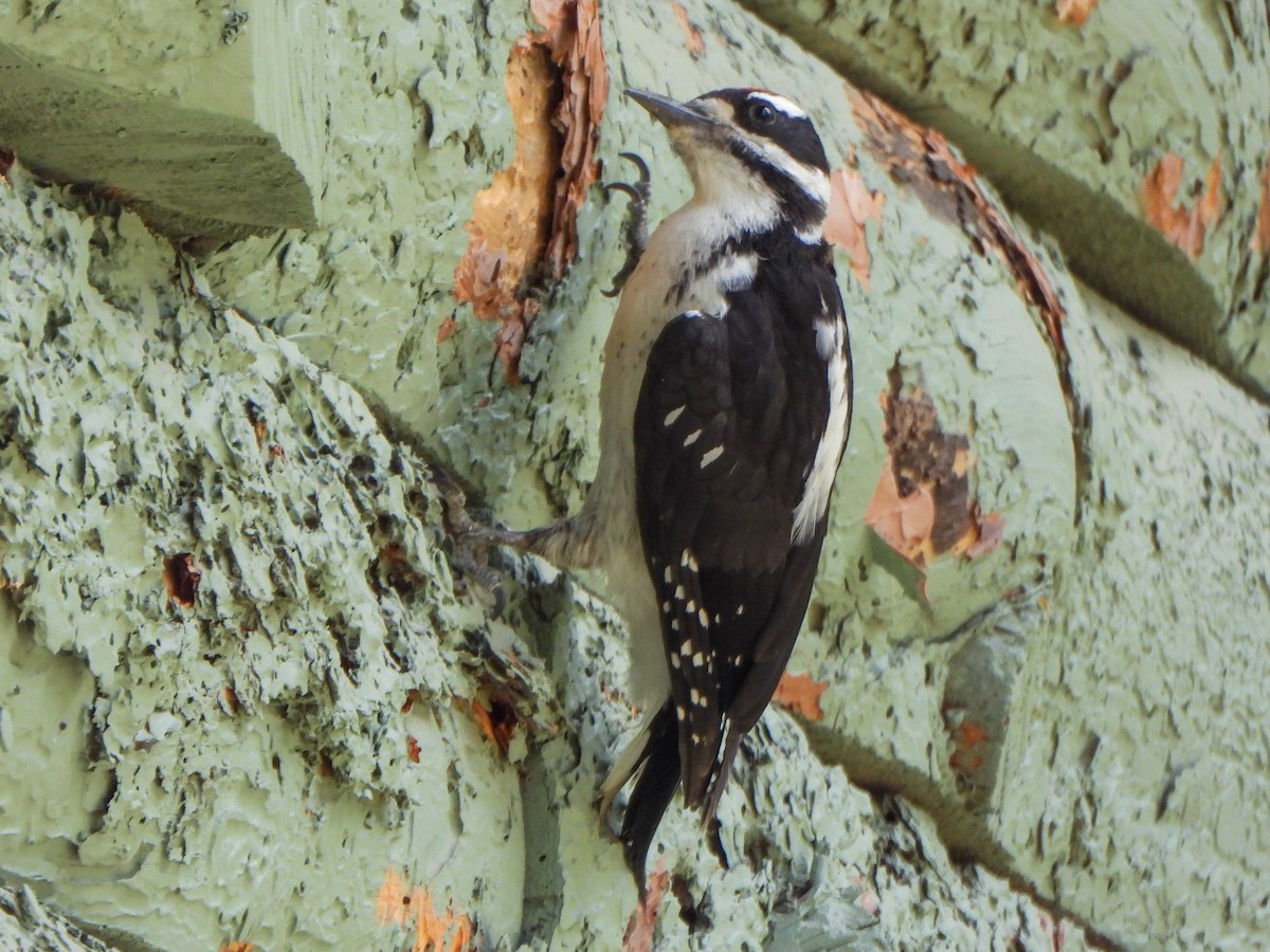 Hairy Woodpecker - ML638657826