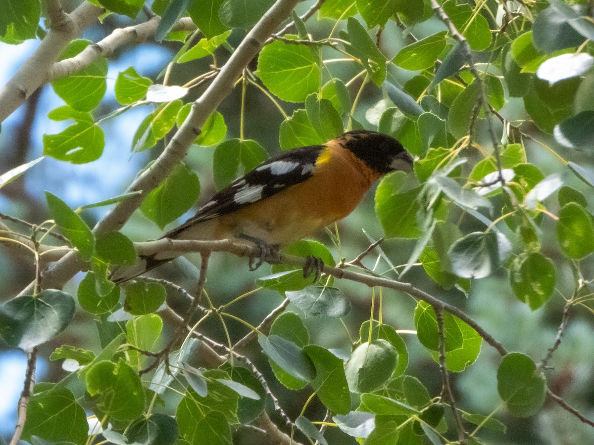 Black-headed Grosbeak - ML638657829