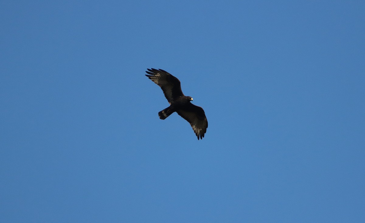 Zone-tailed Hawk - ML638657832