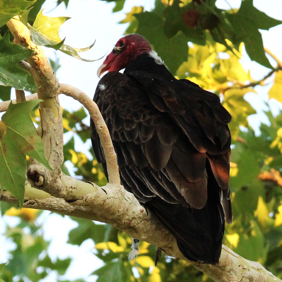 Turkey Vulture - ML638657836