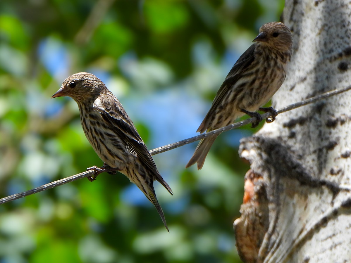 Pine Siskin - ML638657837