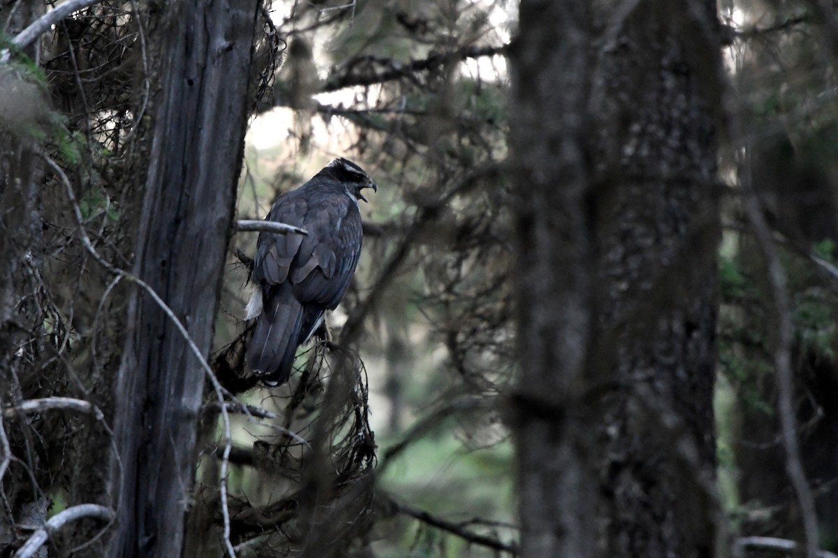 American Goshawk - ML638657852