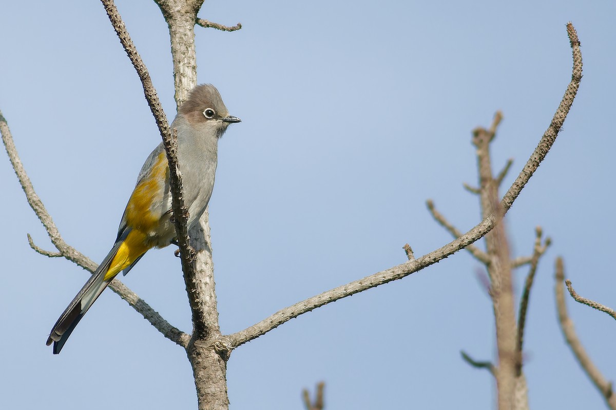 Gray Silky-flycatcher - ML638657860
