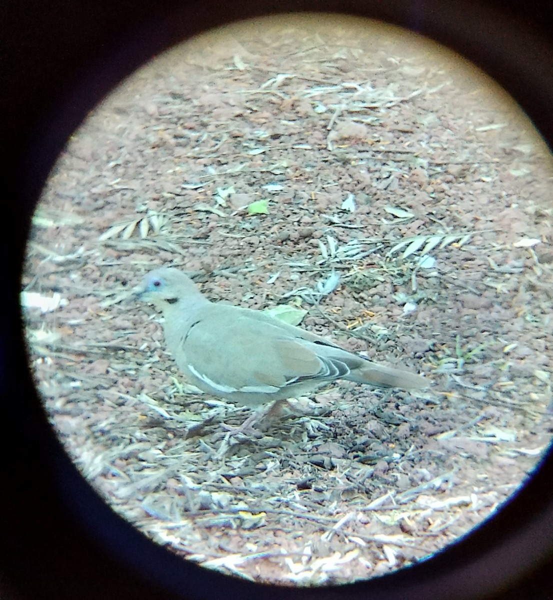 White-winged Dove - ML638657883