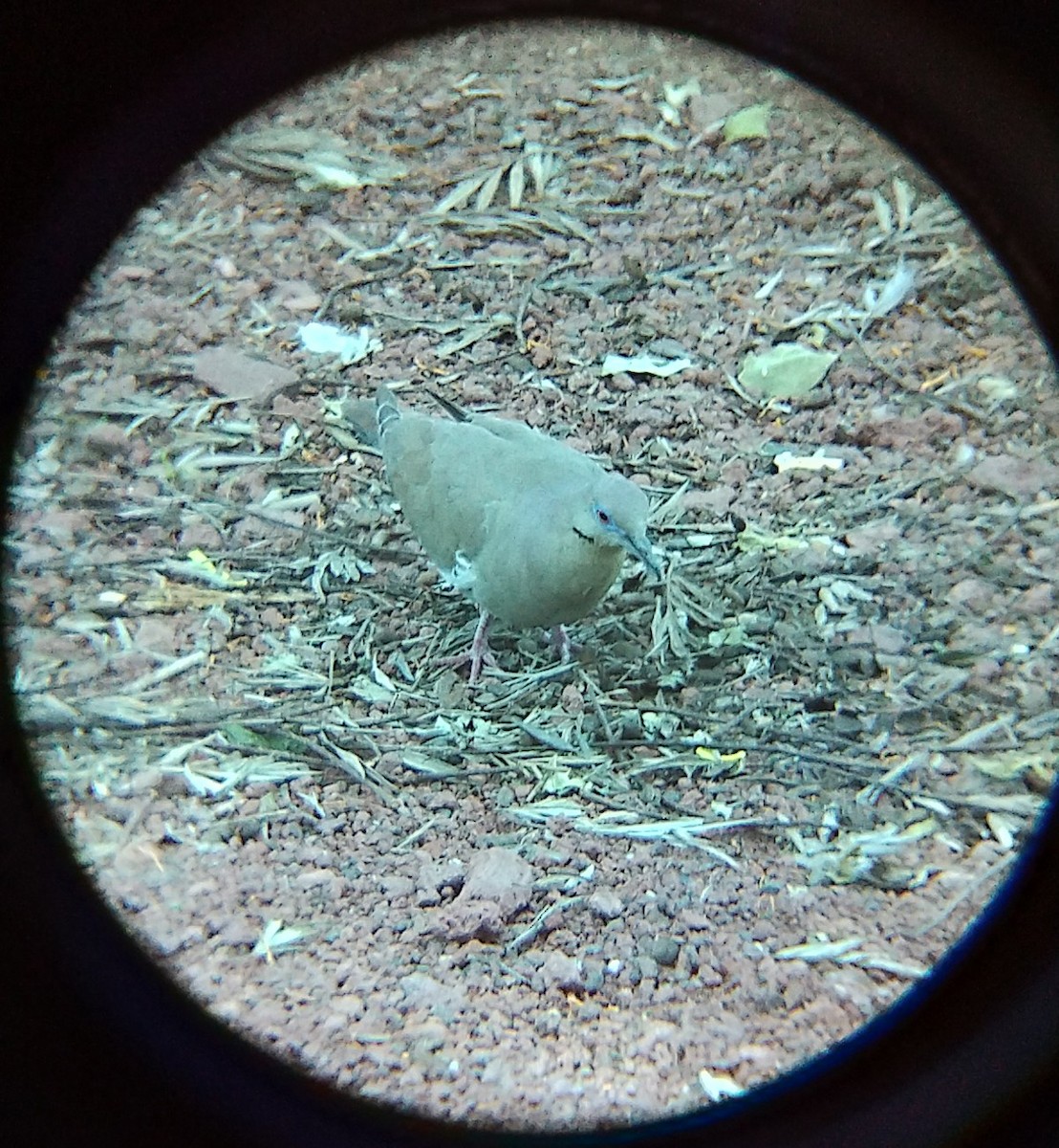 White-winged Dove - ML638657884