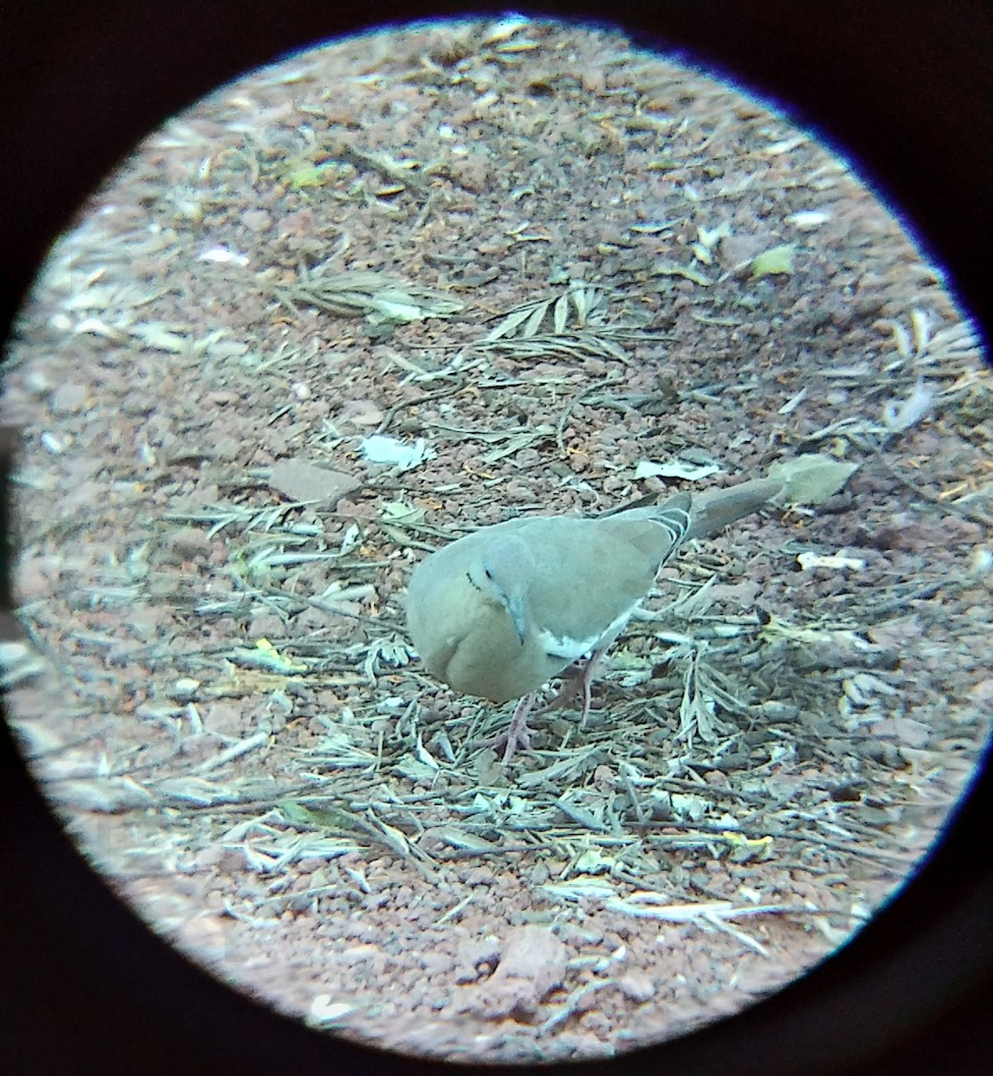 White-winged Dove - ML638657885