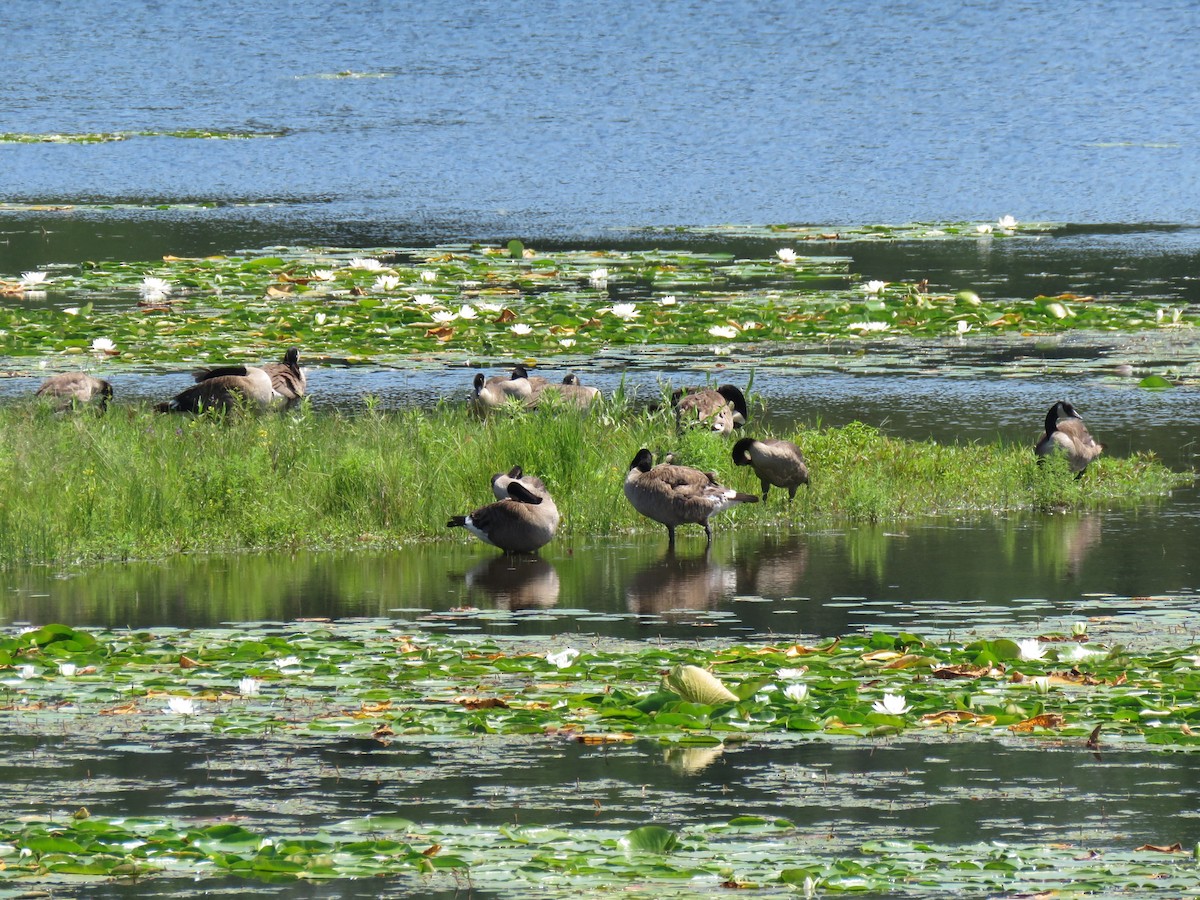 Canada Goose - ML638657889