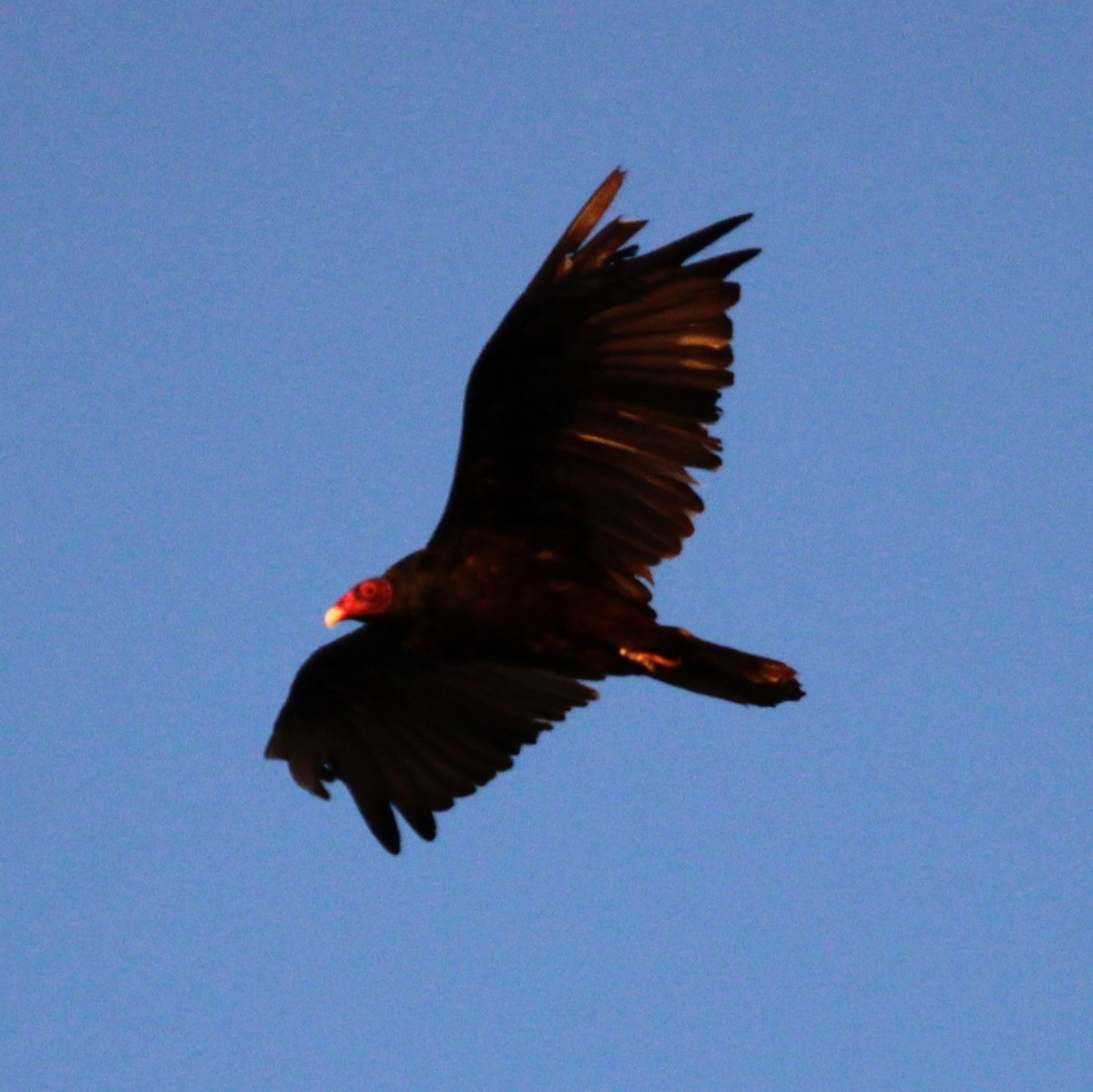 Turkey Vulture - ML638657912