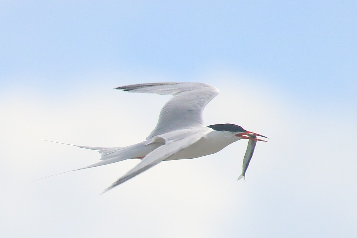 Roseate Tern - ML638657928