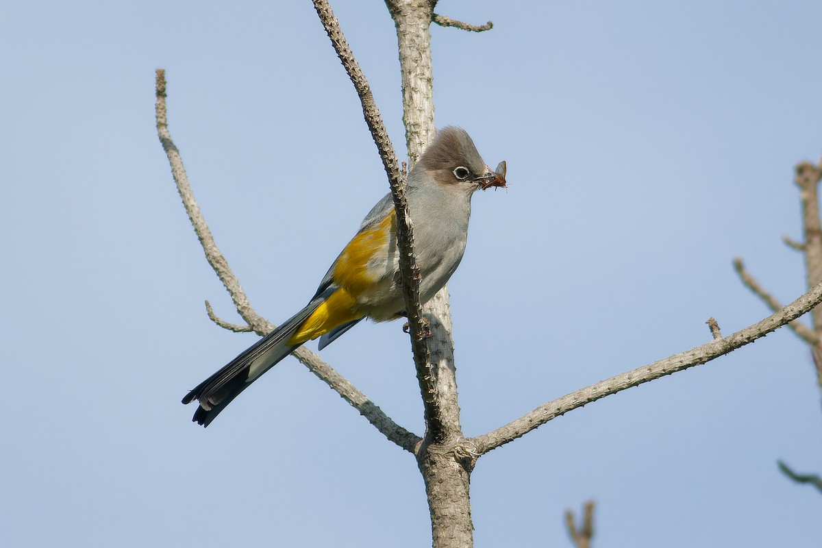 Gray Silky-flycatcher - ML638657945