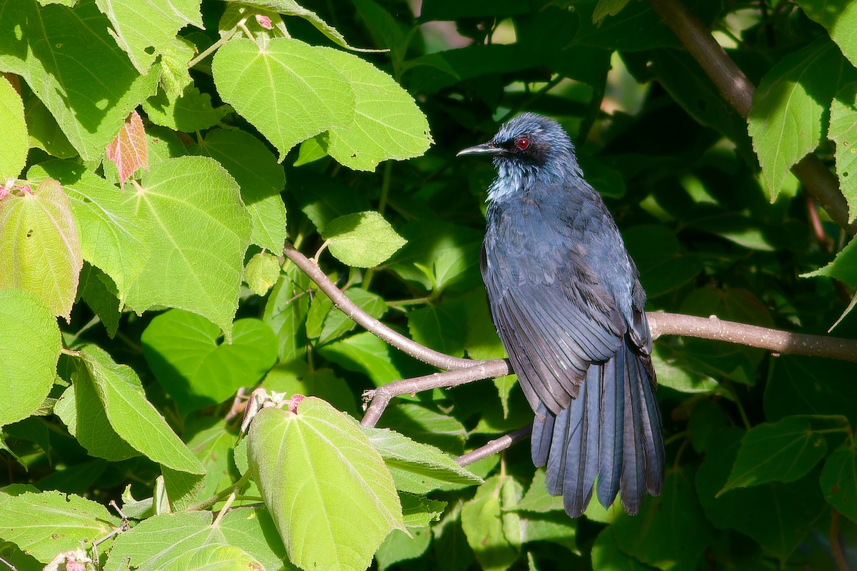 Blue Mockingbird - ML638657953