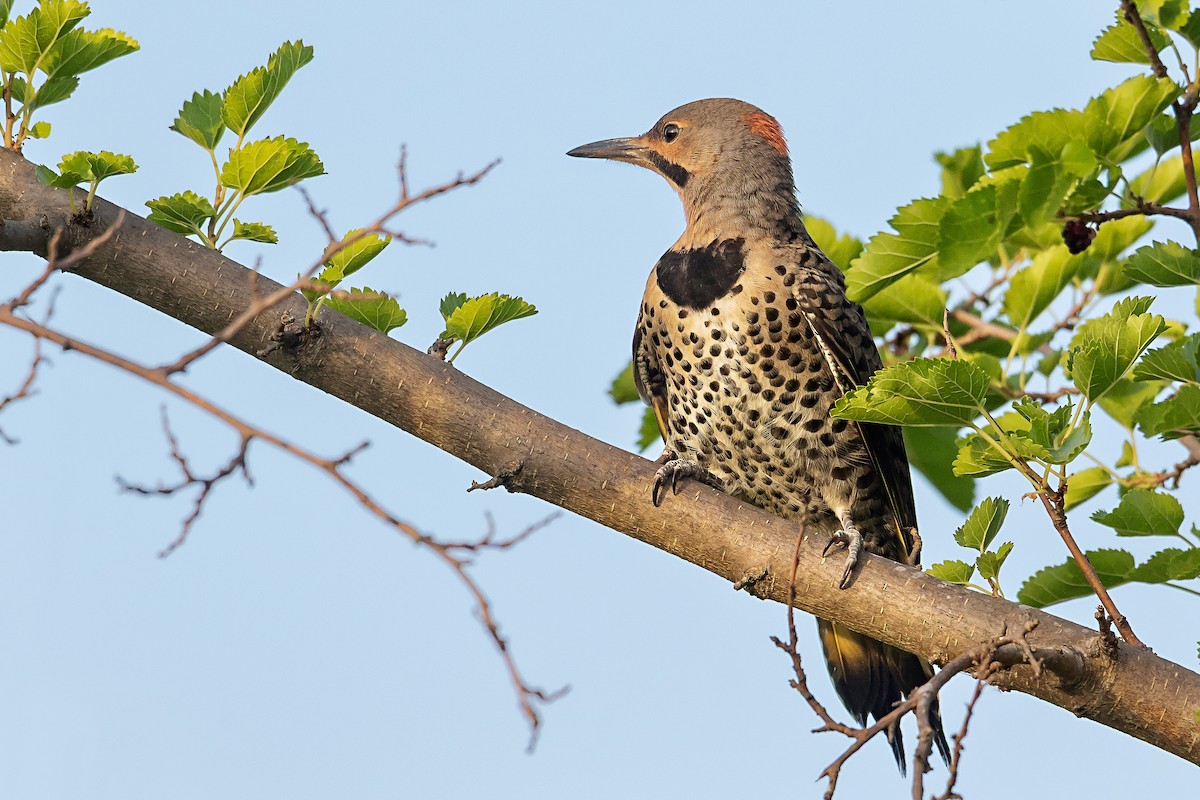 Northern Flicker - ML638657967