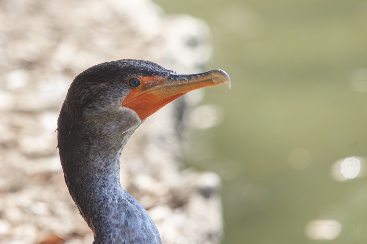 Double-crested Cormorant - ML638657971