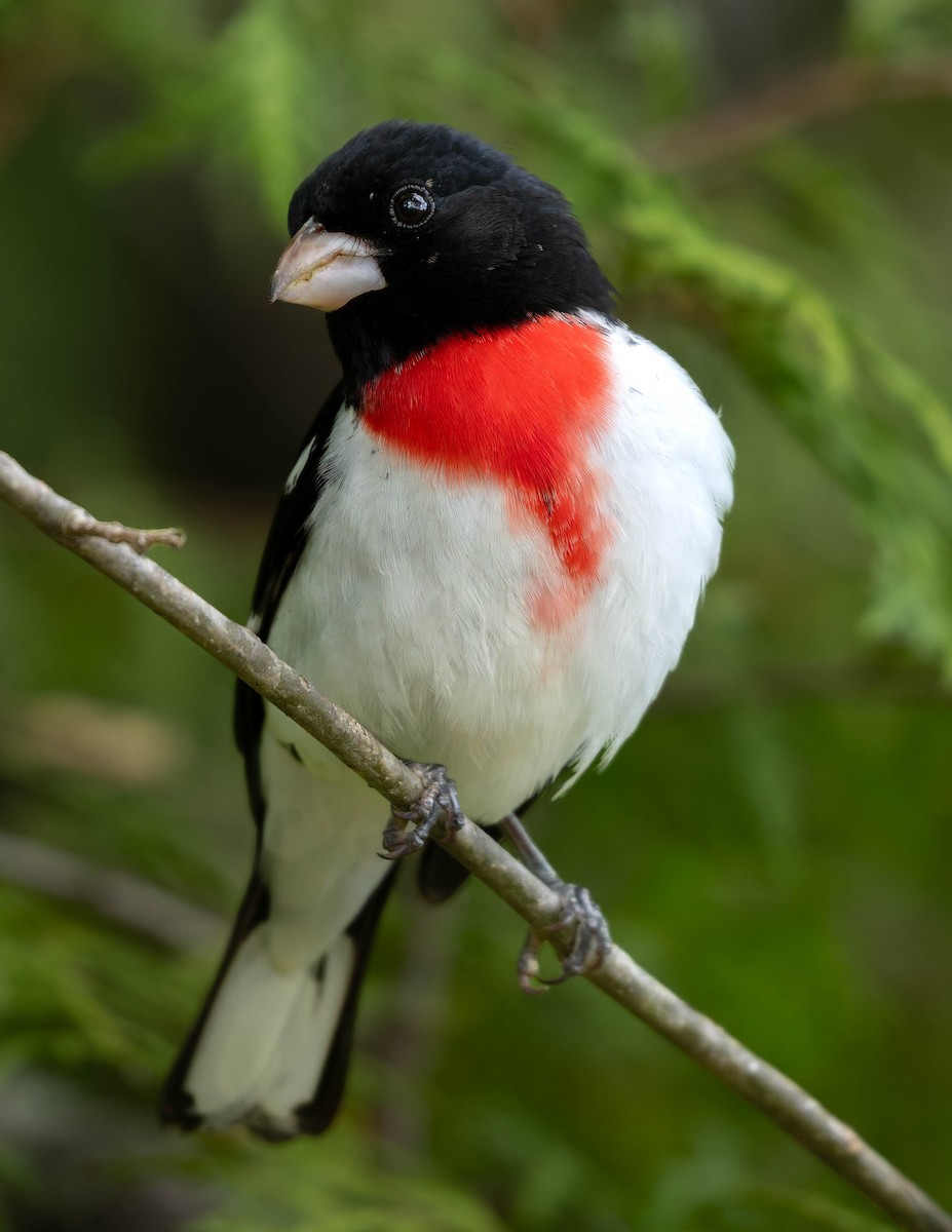 Rose-breasted Grosbeak - ML638657986
