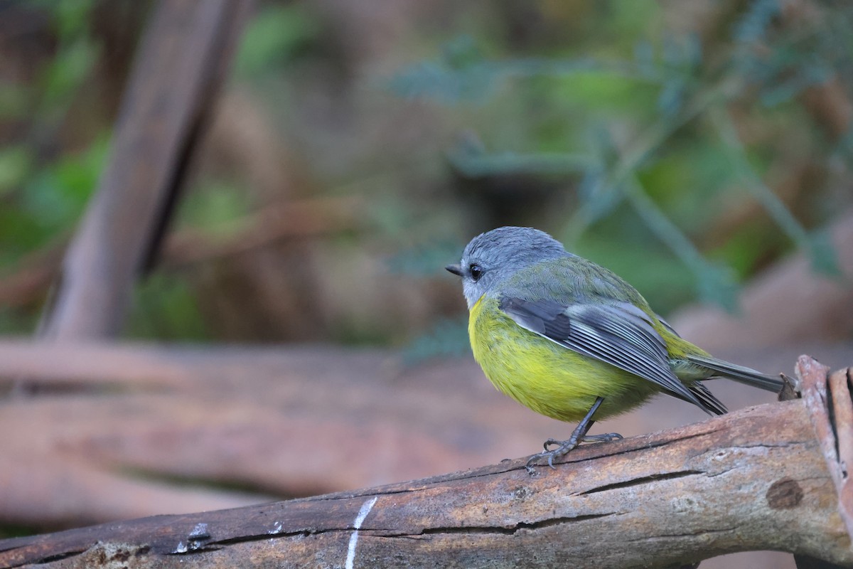 Eastern Yellow Robin - ML638658026