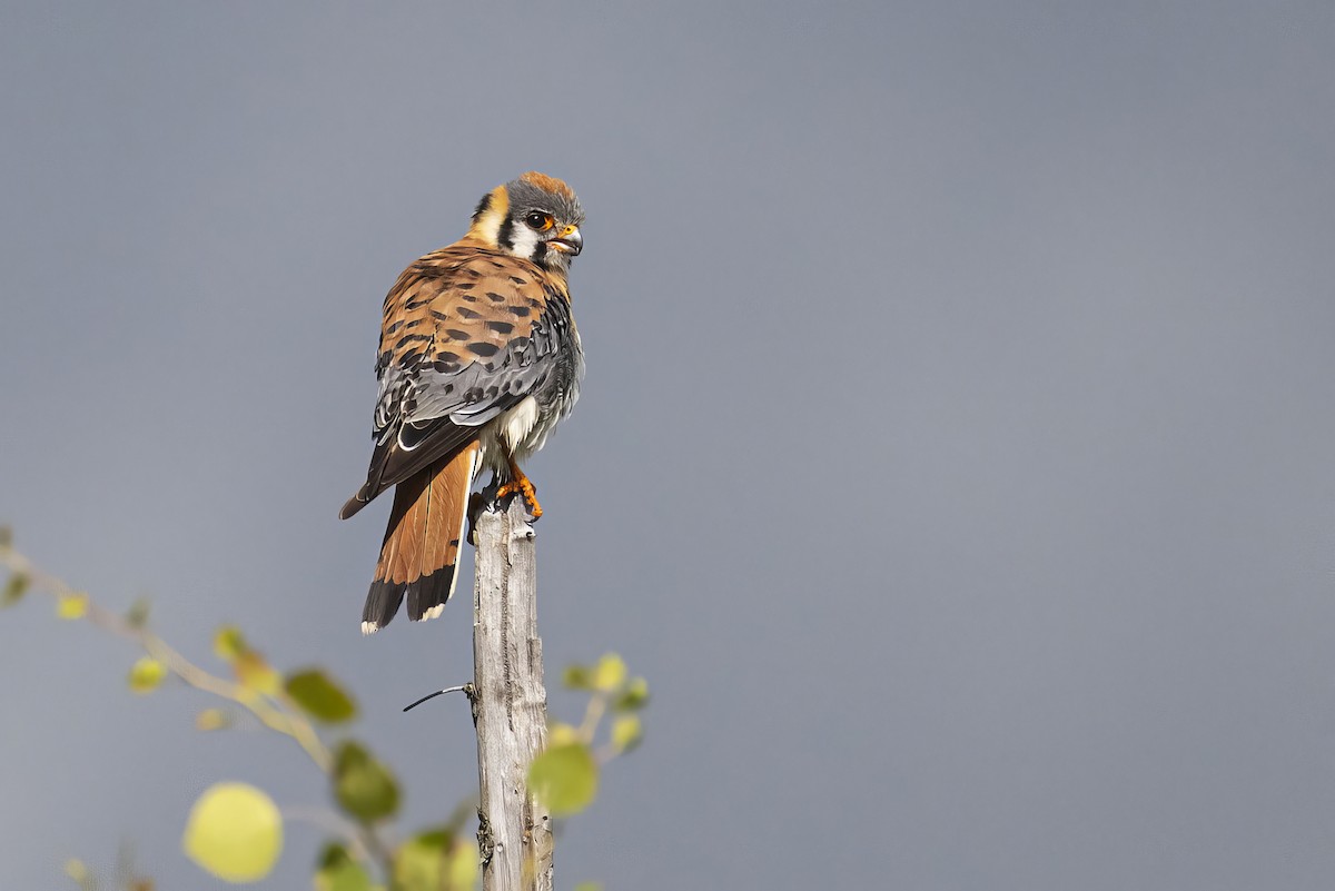 American Kestrel - ML638658043
