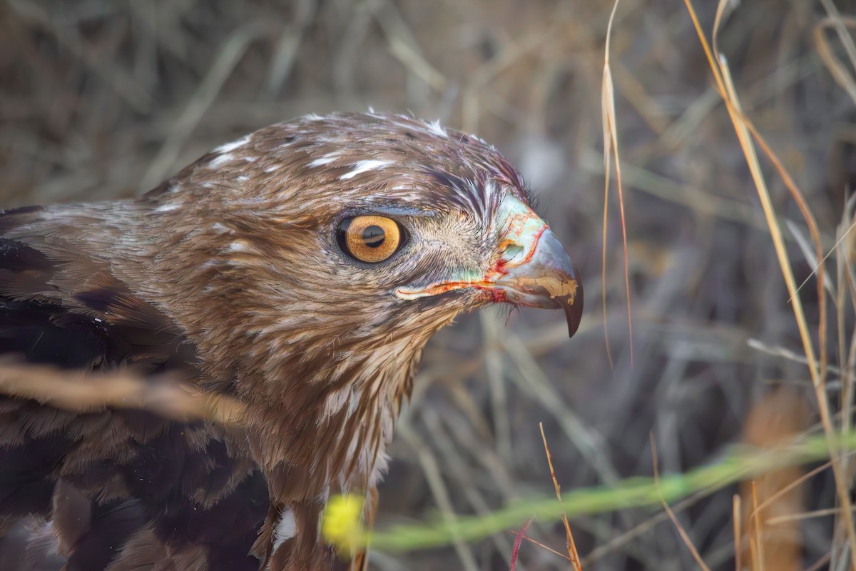 Red-tailed Hawk (calurus/alascensis) - ML638658059