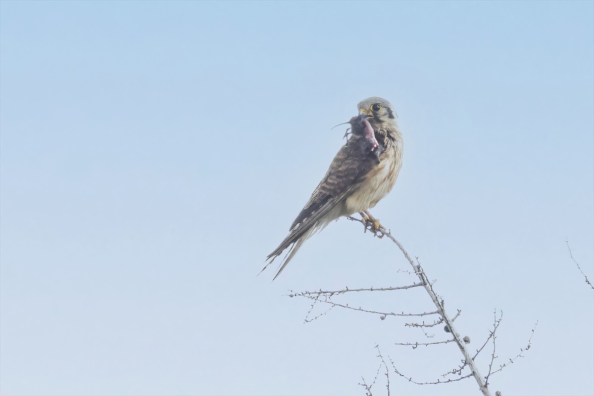 American Kestrel - ML638658060